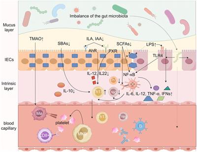 Possible immune mechanisms of gut microbiota and its metabolites in the occurrence and development of immune thrombocytopenia